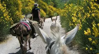 PASSEGGIATA CON ASINI
